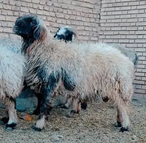 بره قوچی|حیوانات مزرعه|شهرکرد, |دیوار