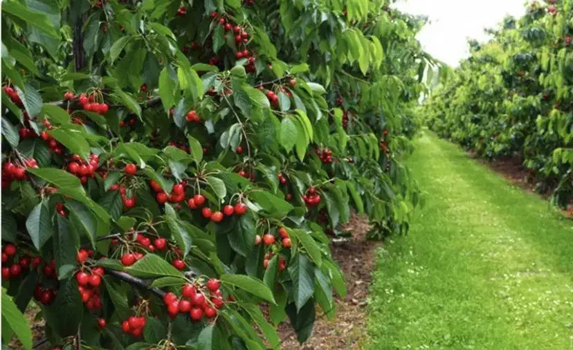 تهاترباغ در صالح اباد|فروش زمین و ملک کلنگی|تهران, صفا|دیوار