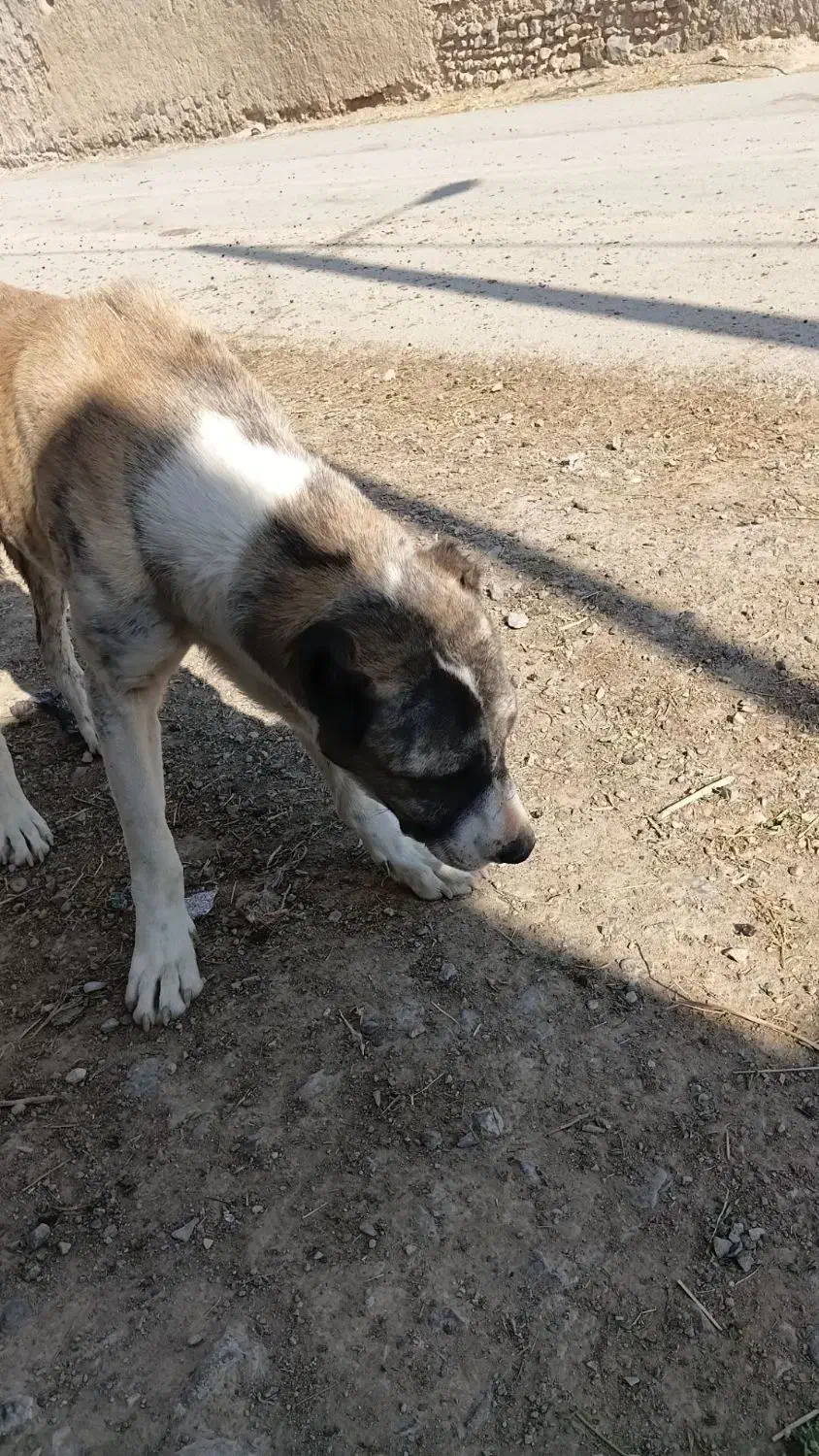 سگ فروشی|سگ|شیروان (خراسان), |دیوار