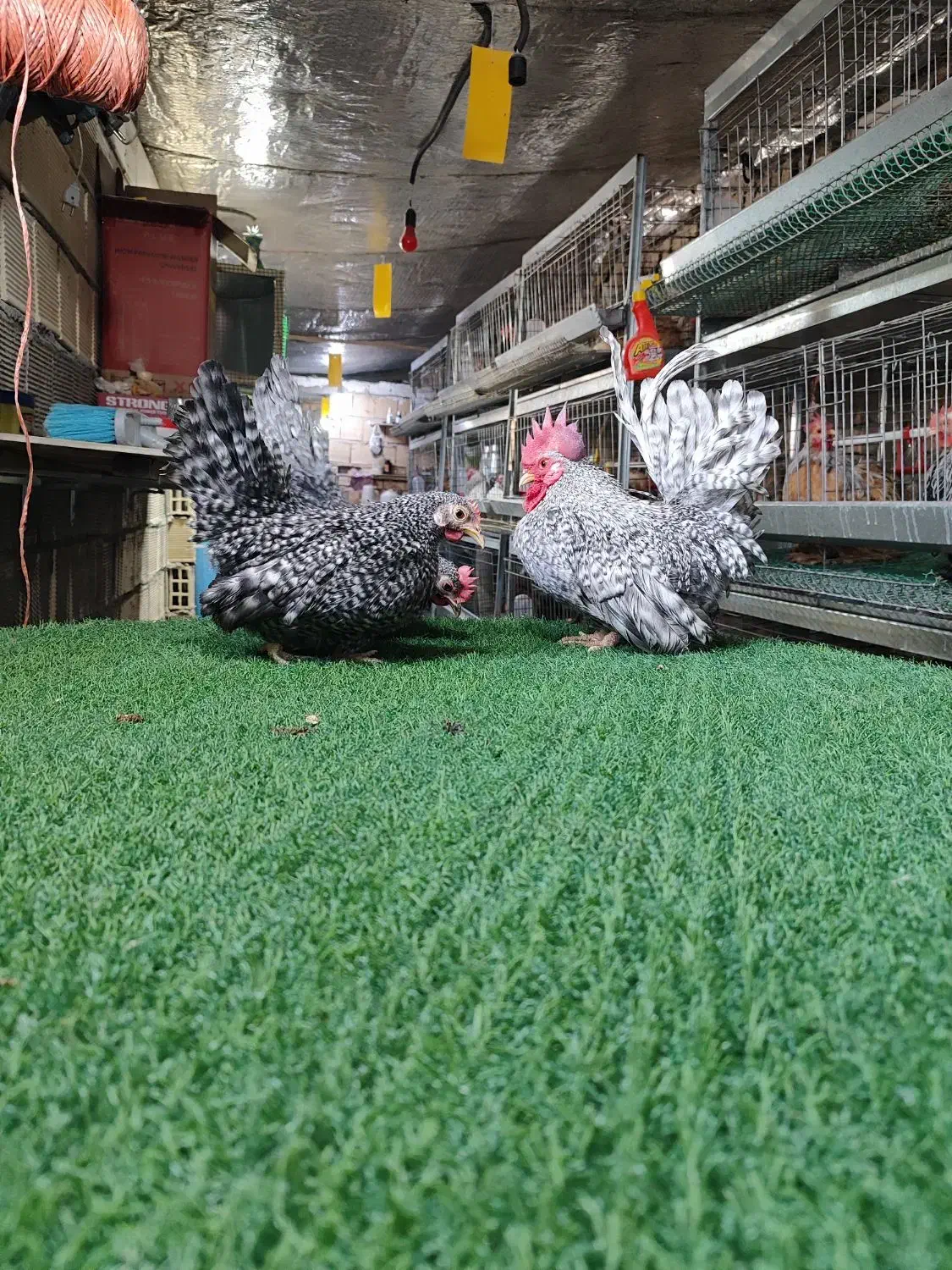 تخم نطفه دار جاپنیز|حیوانات مزرعه|اصفهان, سروستان|دیوار