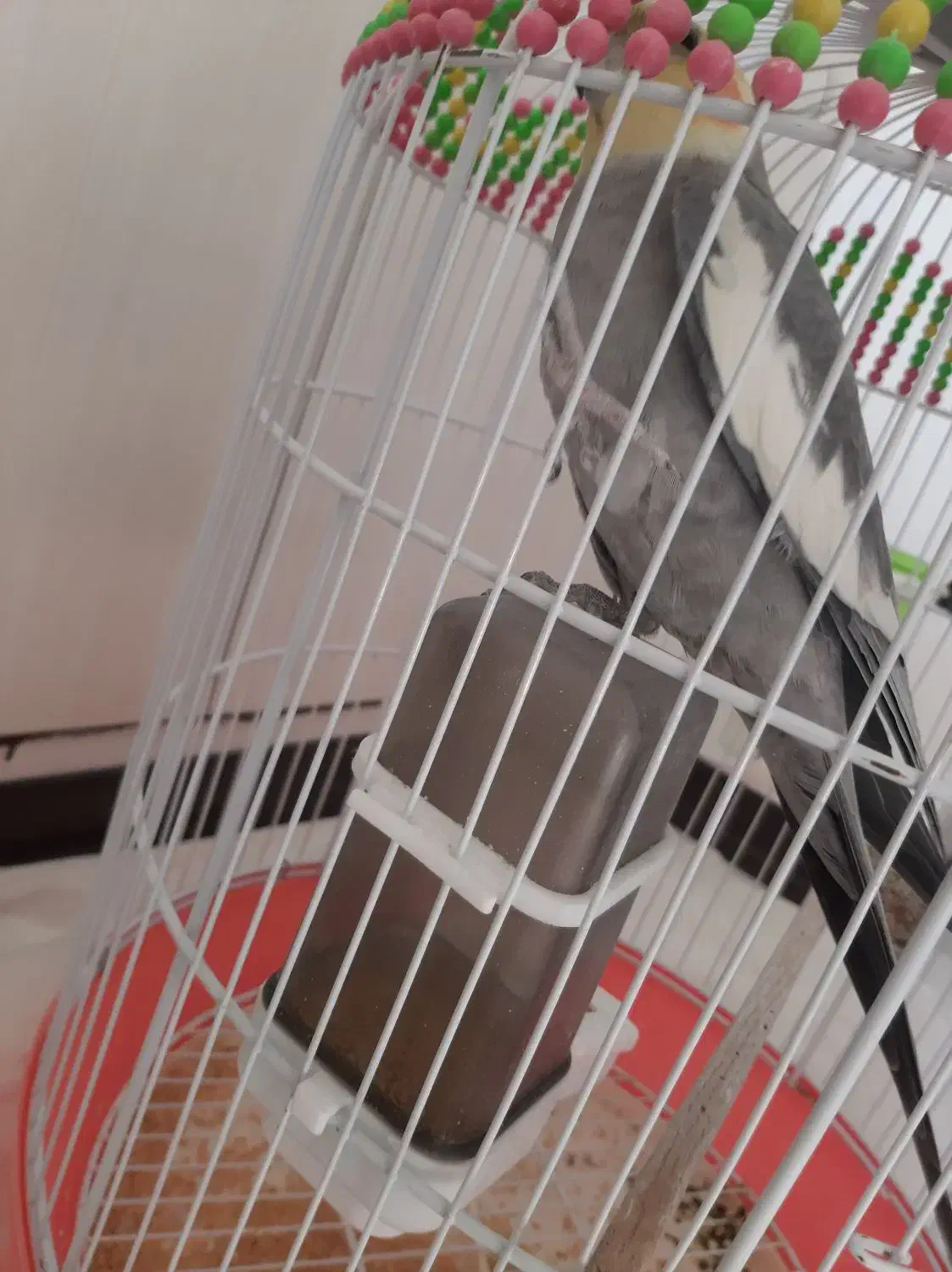 طوطی عروس هلندی|پرنده|محمدیه-قزوین, |دیوار