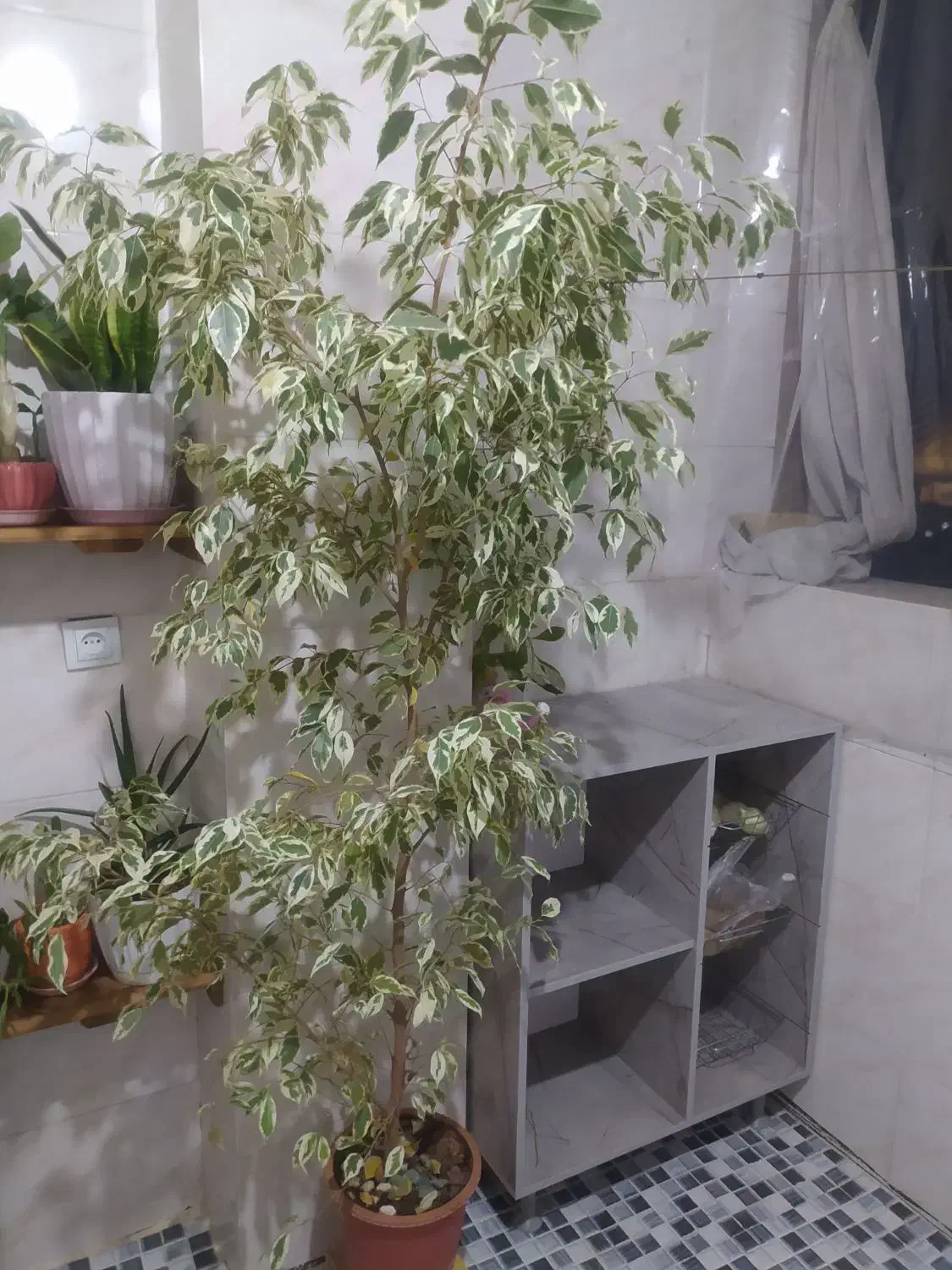 گل بنجامین|گل و گیاه طبیعی|خمینیشهر, |دیوار