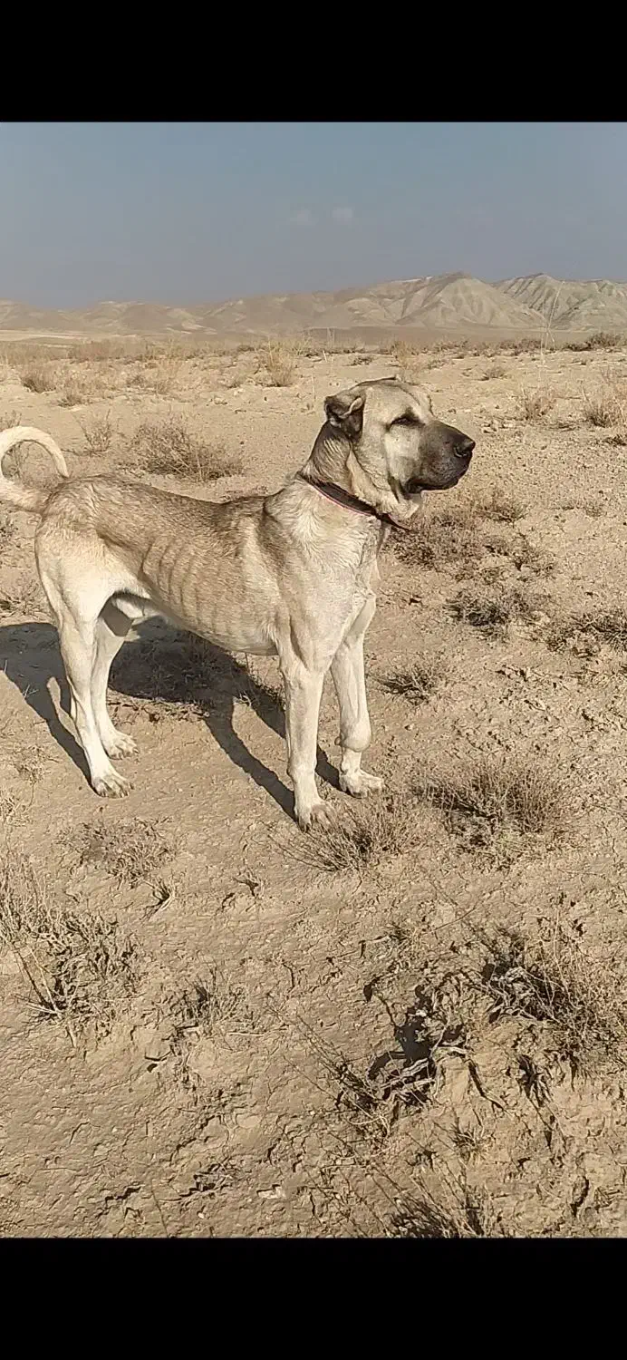 واگذاری سرابی ۳ساله همه چی به شرط|سگ|مهربان, |دیوار