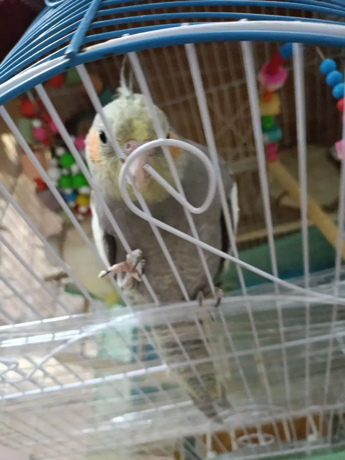 عروس هلندی نیمه اهلی|پرنده|تبریز, |دیوار