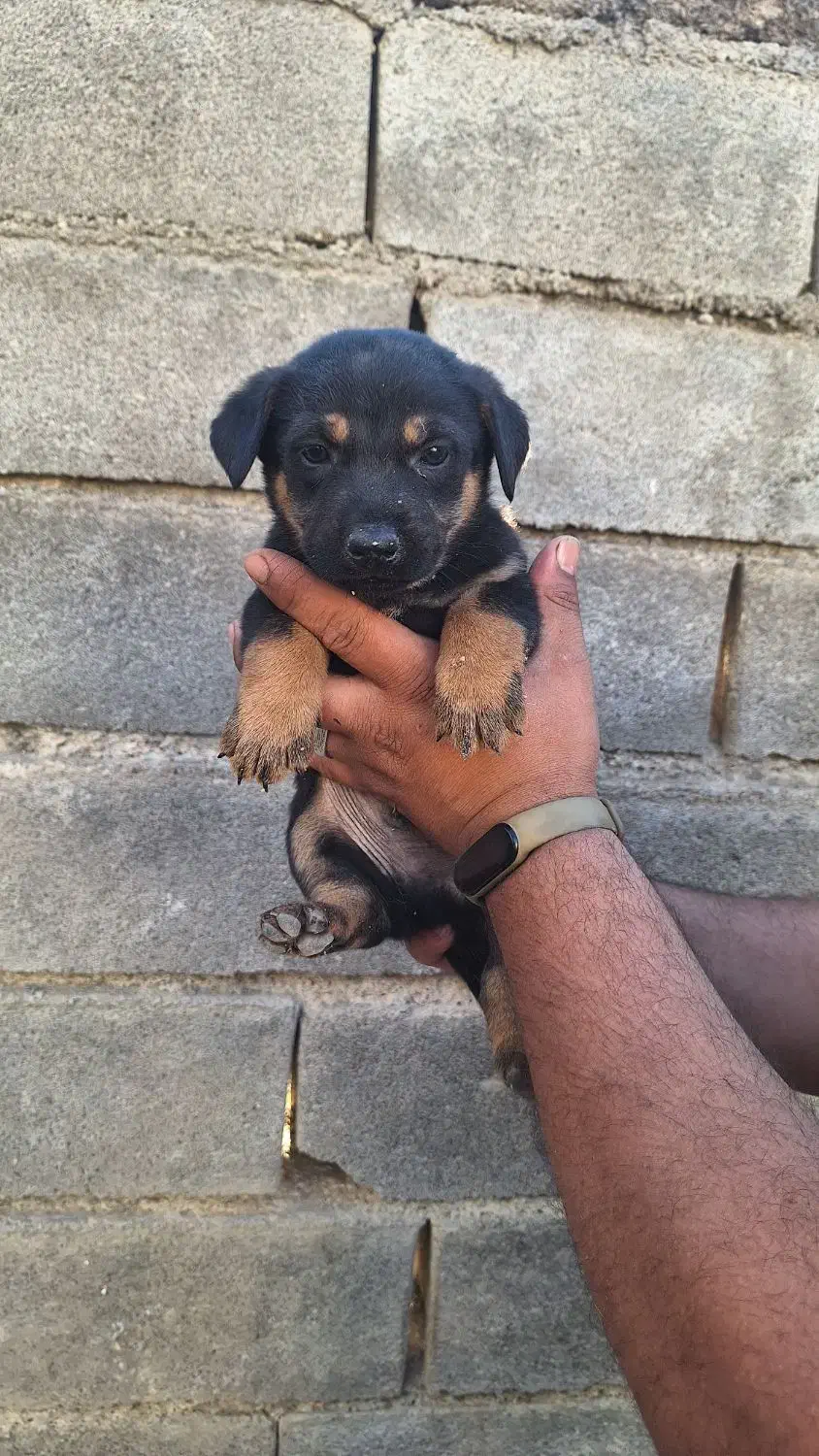 واگذاری سگ پاکوتاه|سگ|گنبد کاووس, |دیوار