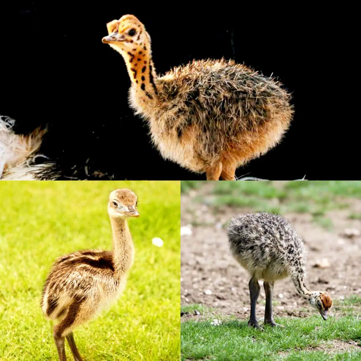 ثبت سفارش شترمرغ شب عید با هرتیراژی|حیوانات مزرعه|تهران, جردن|دیوار