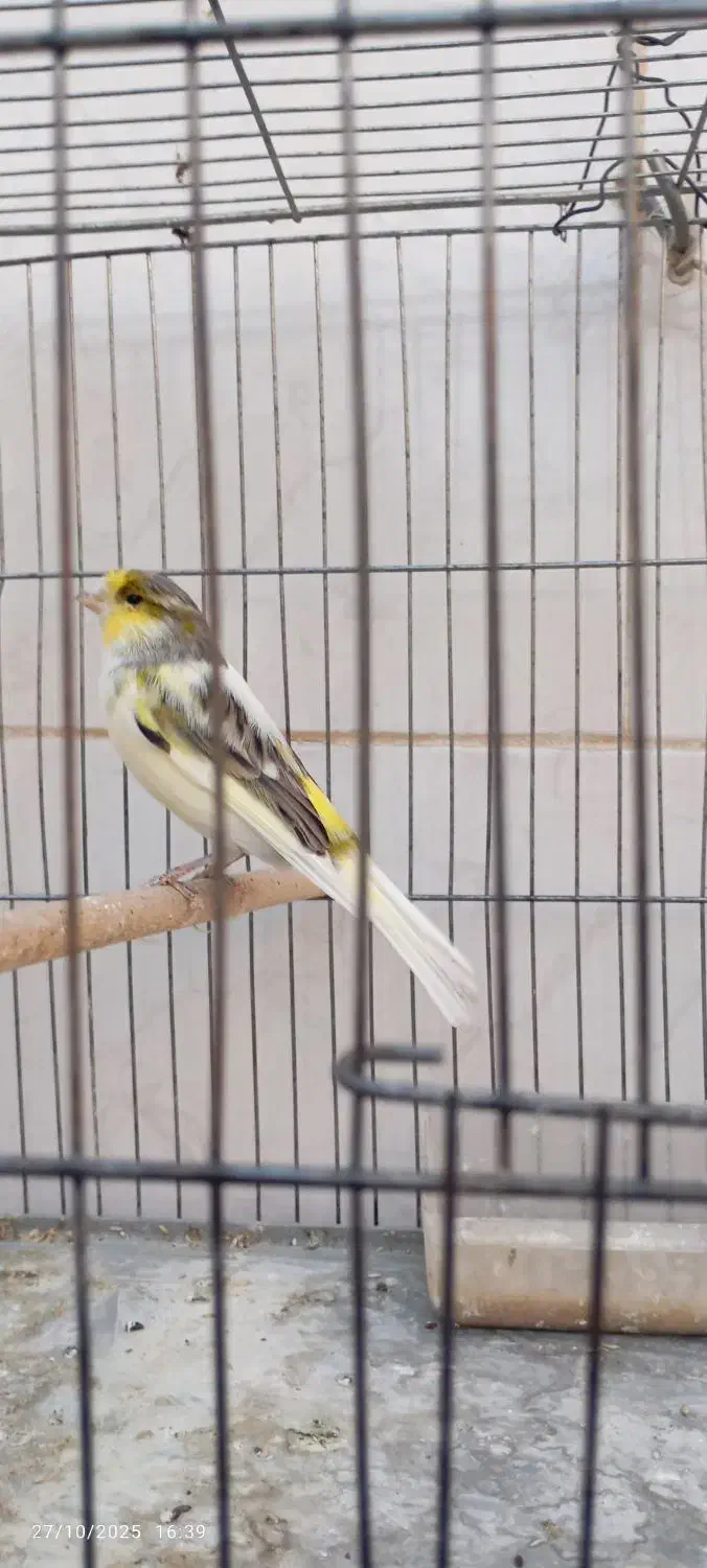 قناری نر بخون|پرنده|اصفهان, کوی امیریه|دیوار