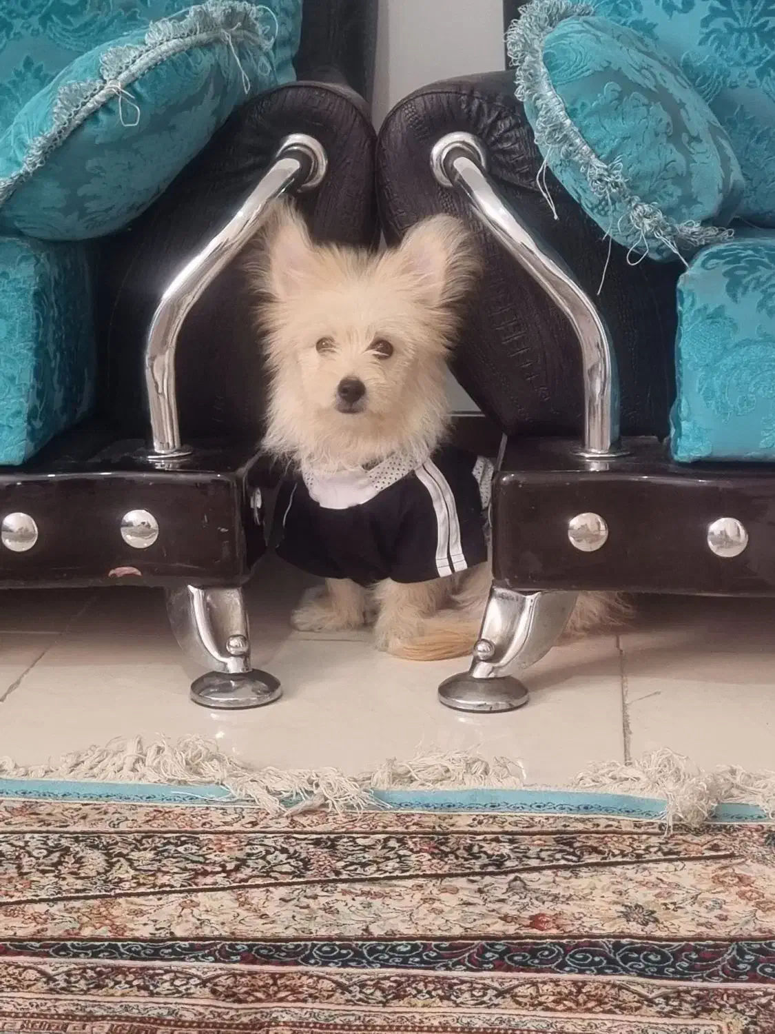 توله اشپیتز پامر|سگ|پرند, فاز ۶|دیوار