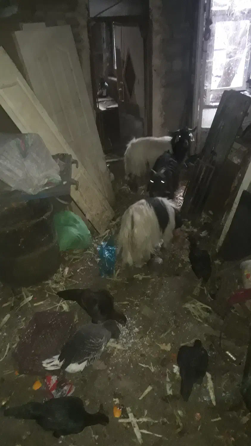 فروش بز و بزغاله برای قربانی و دامازلیق|حیوانات مزرعه|اهر, |دیوار