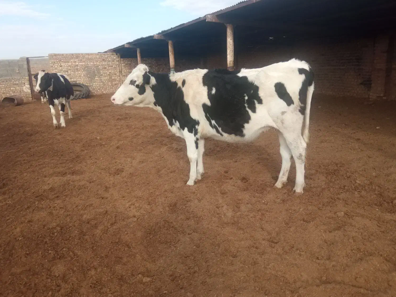 تلیسه سرسینه گاو گوساله|حیوانات مزرعه|پائین جام, |دیوار