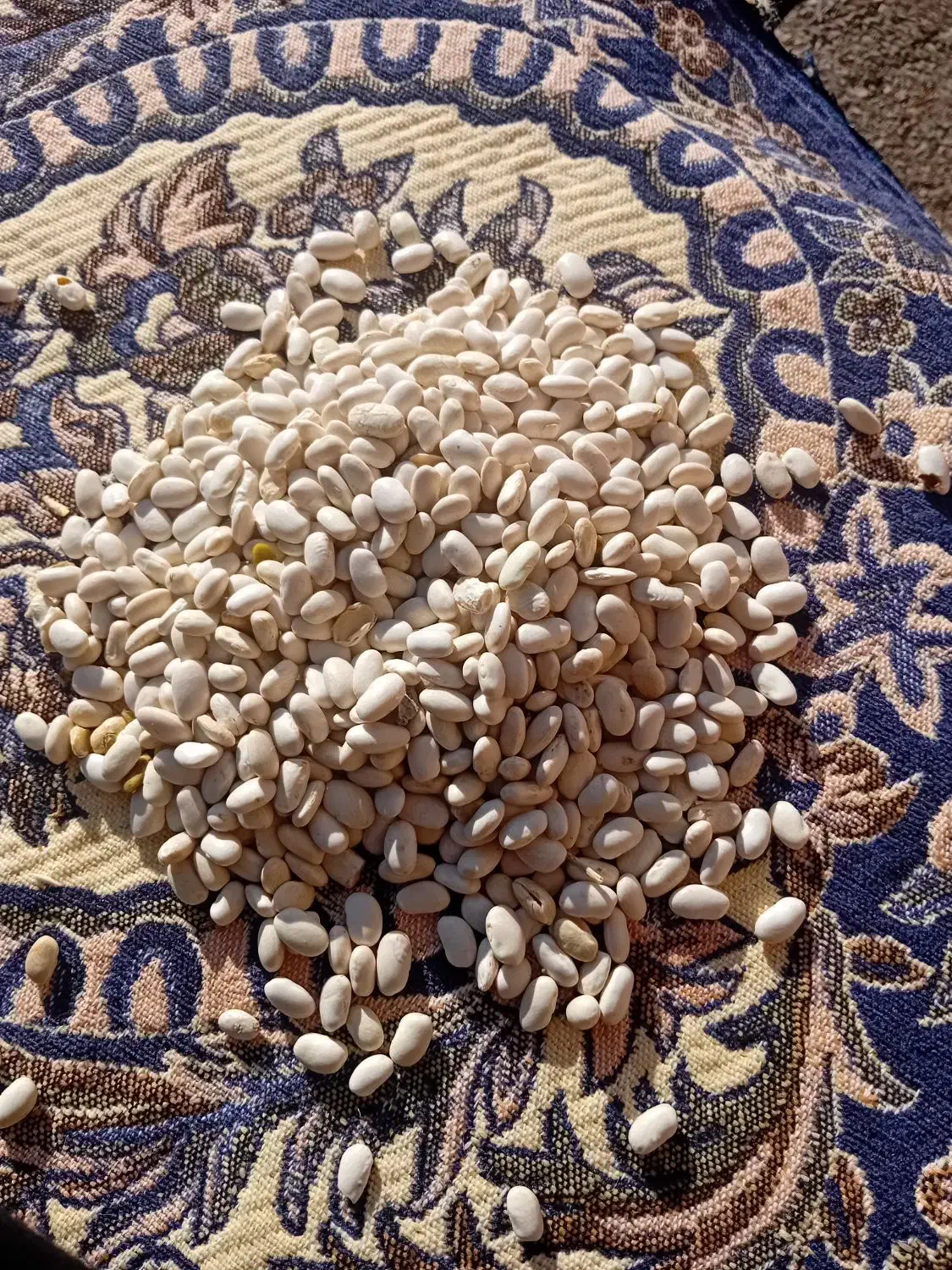 لوبیا سفید تمیز کاشت امسال|عمده‌فروشی|ری, علایین|دیوار