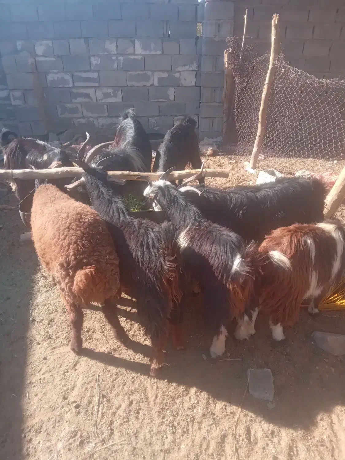 سوپرگوشت کهره بره بز میش.گوساله شتر|حیوانات مزرعه|فراشبند, |دیوار