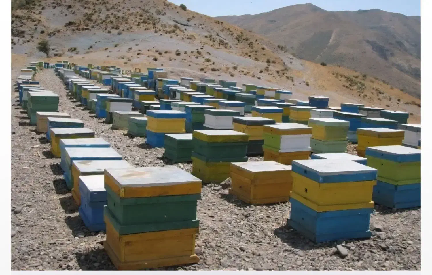 جعبه کندوی عسل|عمدهفروشی|چرام, |دیوار