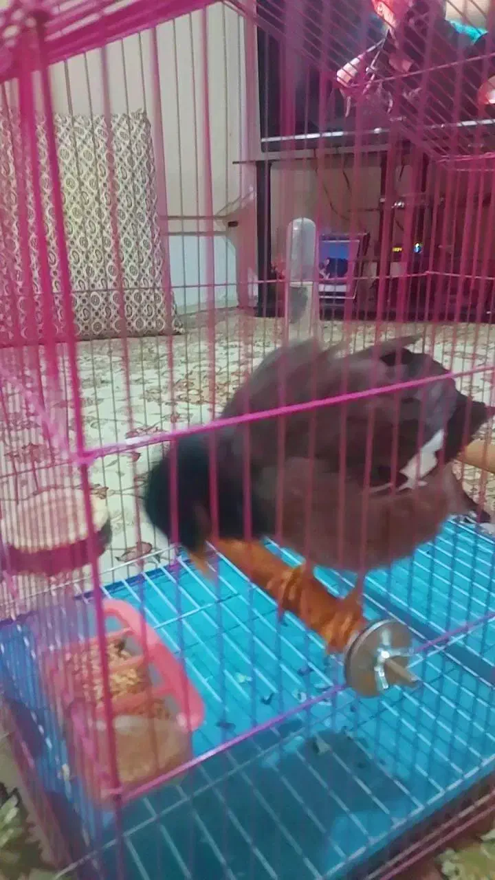 دوتا مرغ مینا سخنگو|پرنده|کرمانشاه, |دیوار