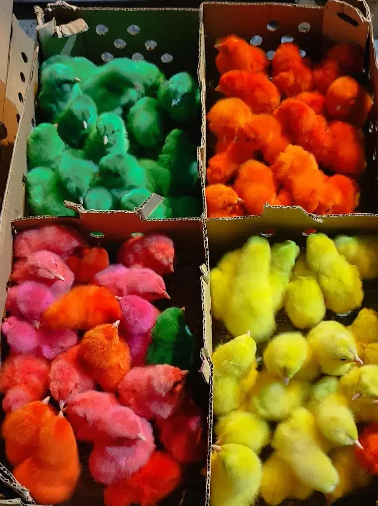 جوجه مرغ و خروس یک روزه|حیوانات مزرعه|اهواز, شریعتی جنوبی|دیوار