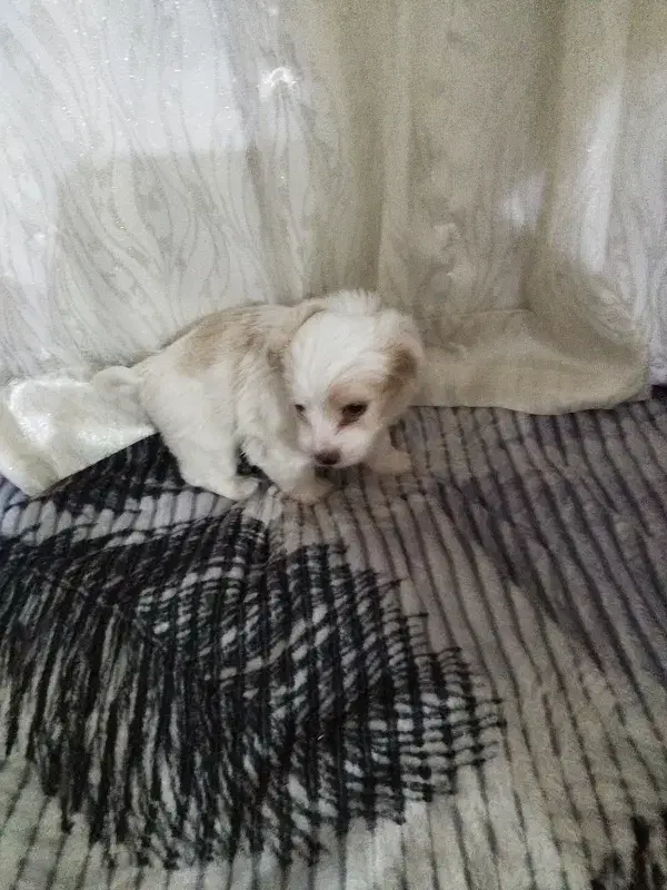 ش ی ت ز و|سگ|گلبهار, شهر جدید گلبهار|دیوار