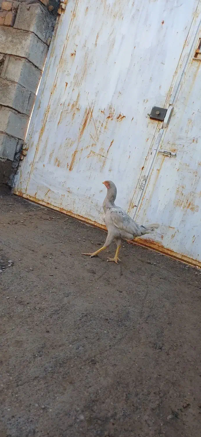 ۳ عدد لاری عتیقه|حیوانات مزرعه|مشهد, کوشش|دیوار