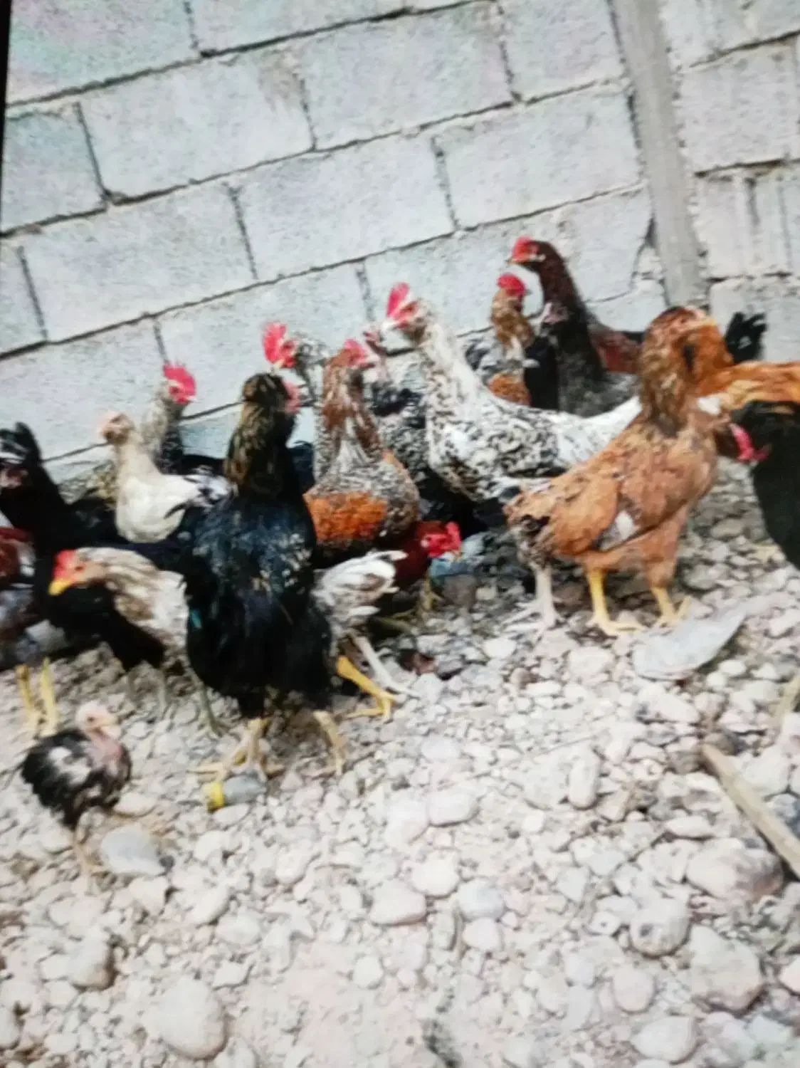 خروس محلی|حیوانات مزرعه|برازجان, |دیوار