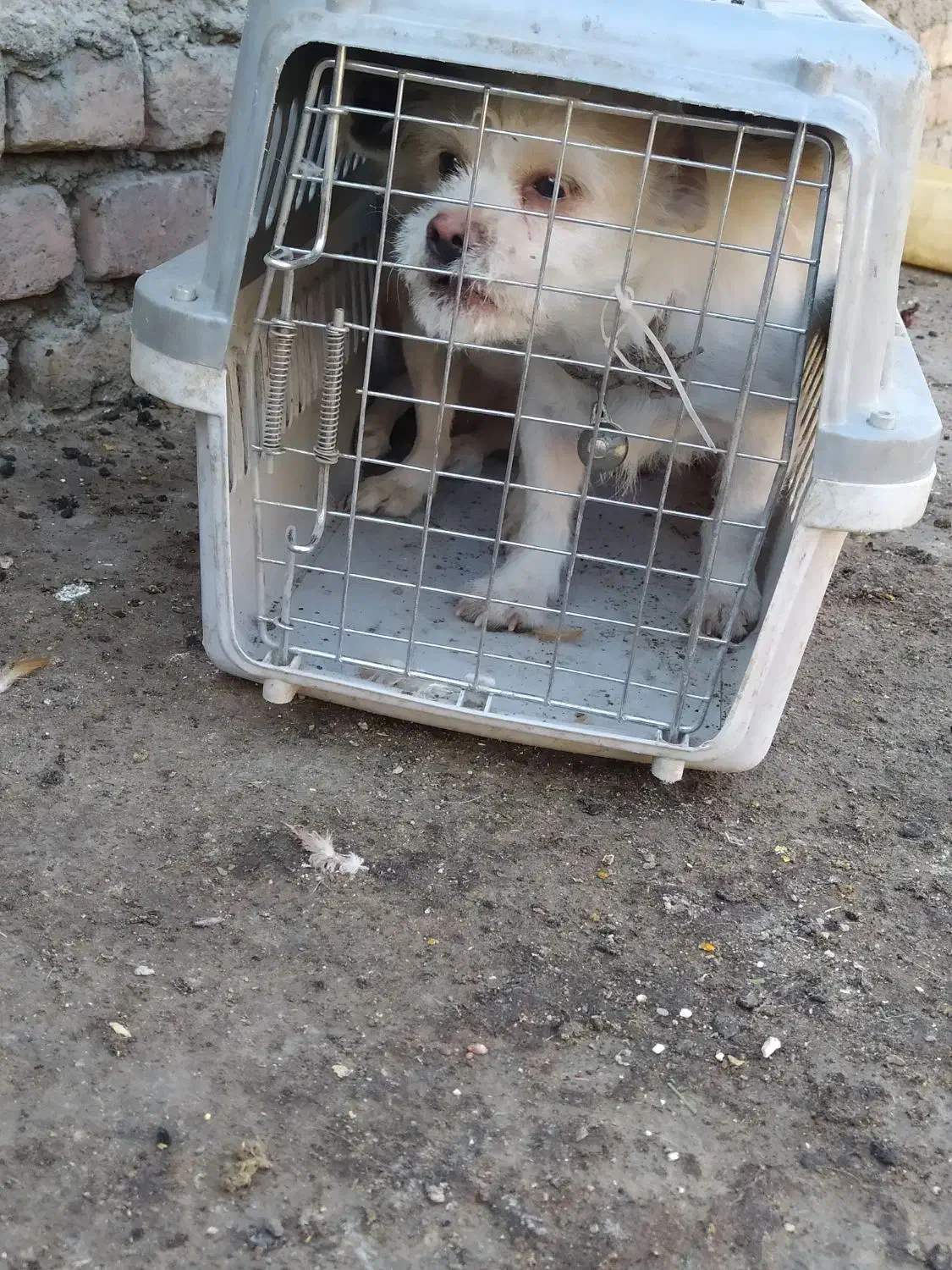 واگذاری سگ خانگی|سگ|زاهدان, |دیوار