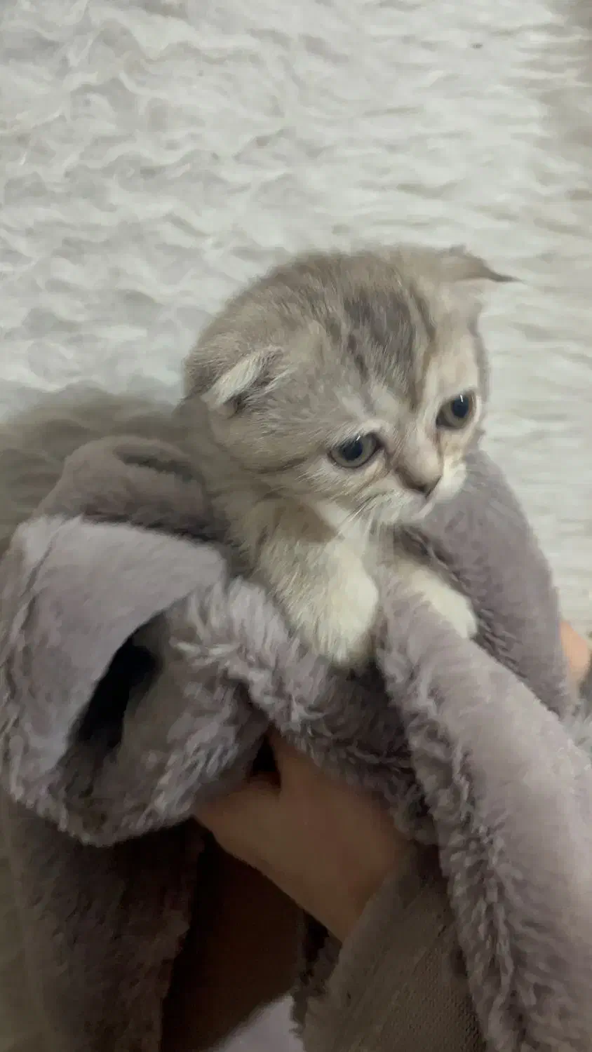 بچه گربه|گربه|تهران, دانشگاه شریف|دیوار