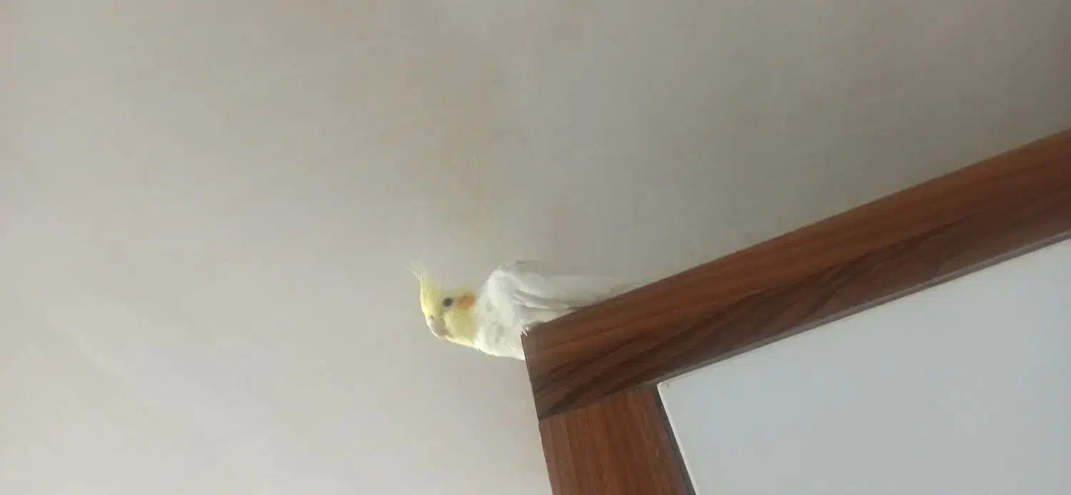 عروس هلندی|پرنده|اردبیل, |دیوار