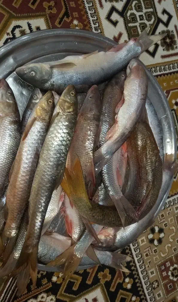 ماهی تازه|ماهی|دورود, |دیوار