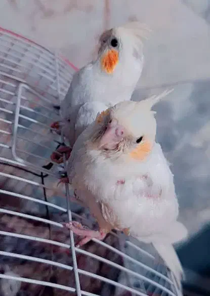 عروس هلندی|پرنده|هندیجان, |دیوار