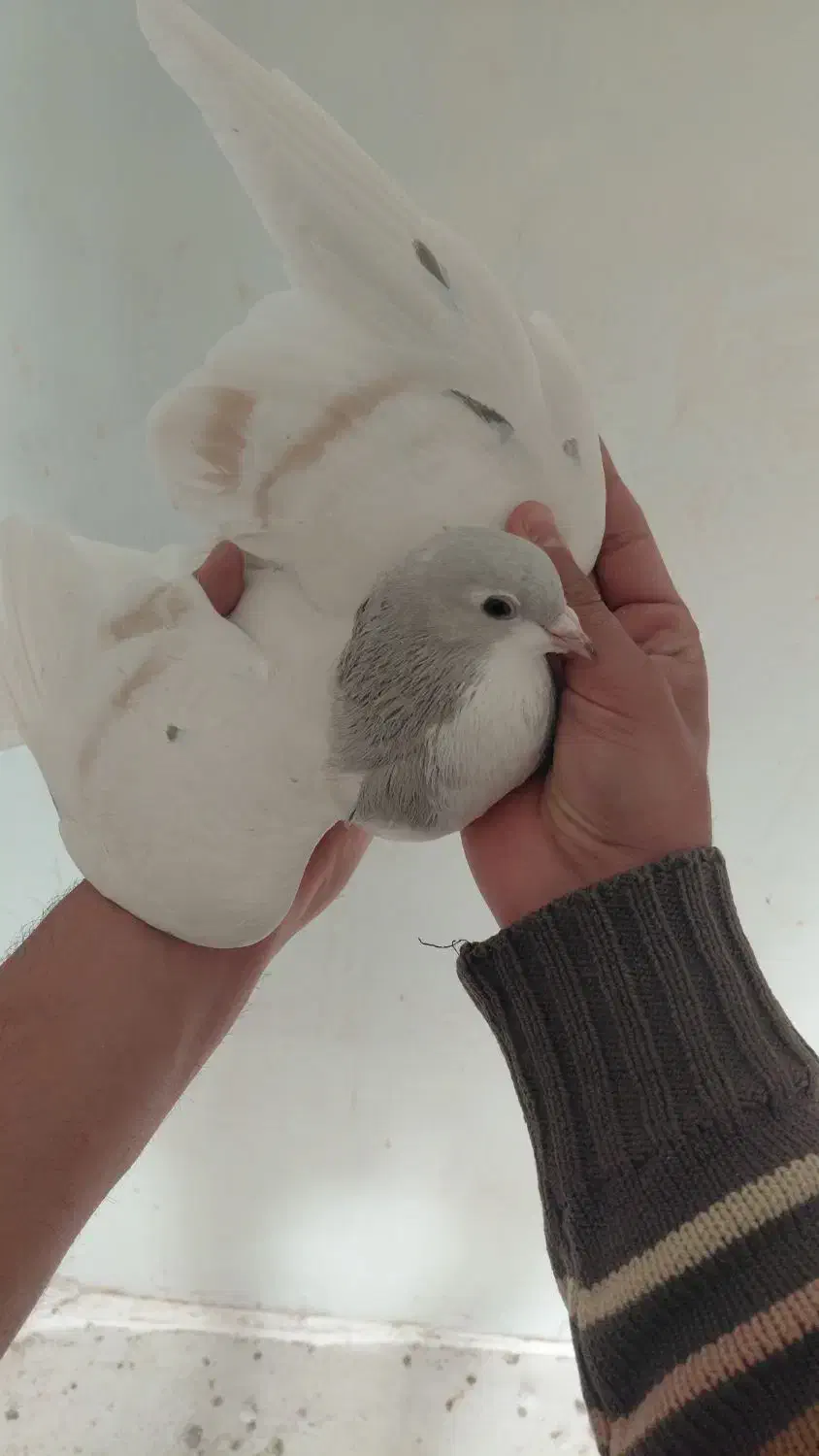 ساده|پرنده|تربت‌حیدریه, بی بی حسنیه|دیوار