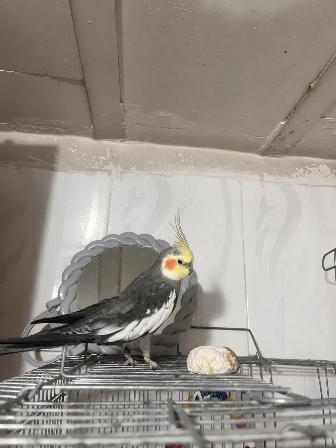 عروس هلندی نر سخنگو|پرنده|تهران, هفده شهریور|دیوار