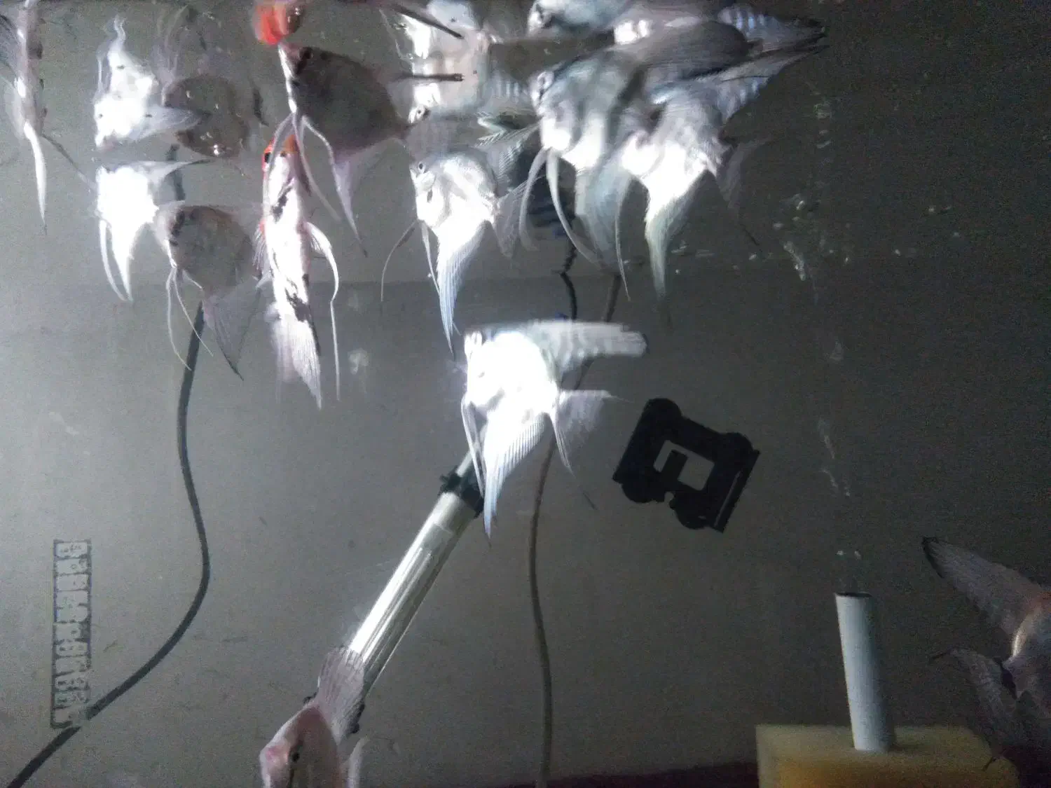 ماهی زینتی|ماهی|مراغه, |دیوار