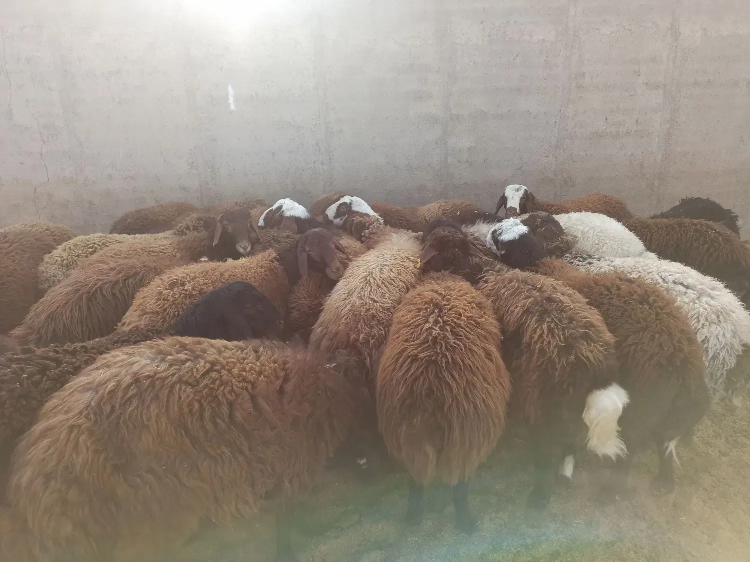 بره نر|حیوانات مزرعه|تربتحیدریه, پائین ولایت|دیوار