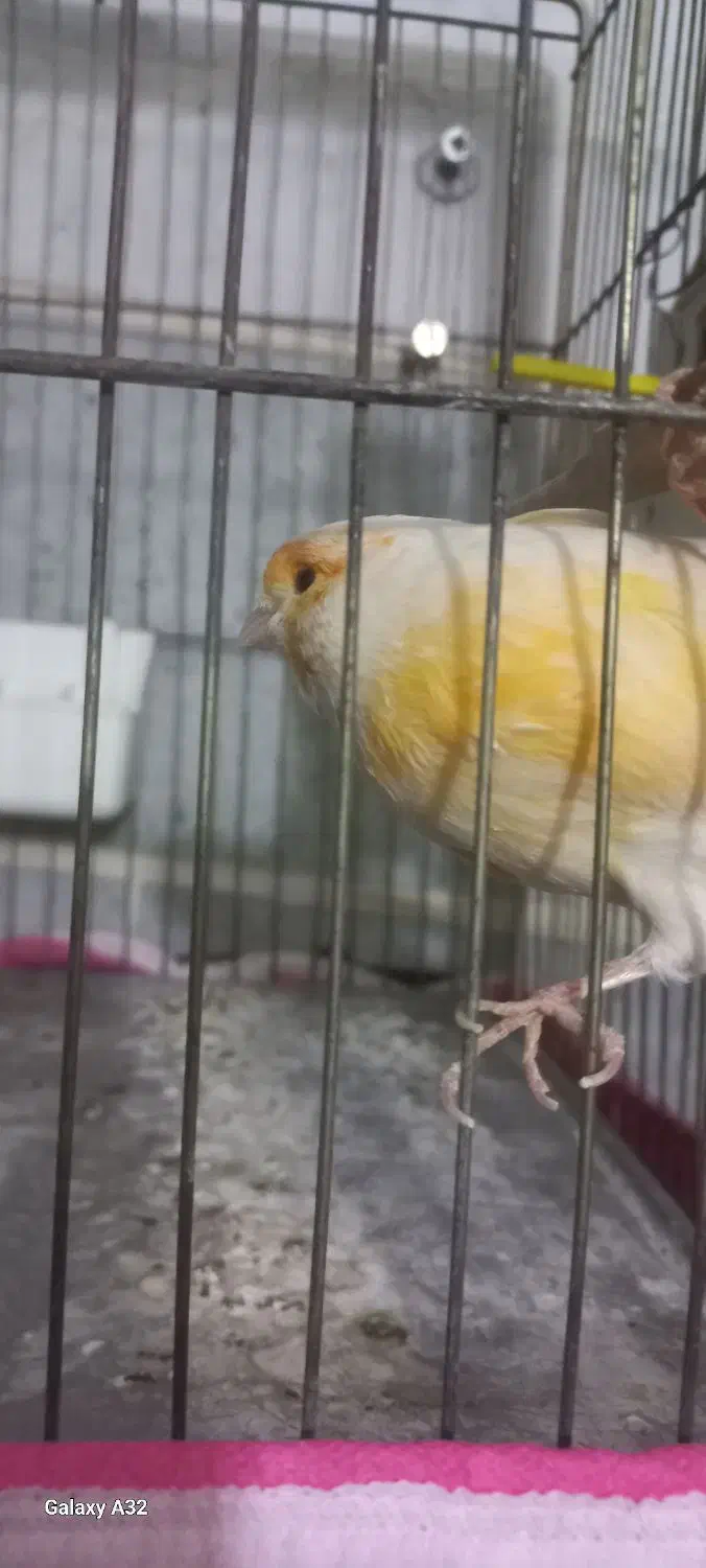 قناری نر و ماده|پرنده|مشکین‌دشت, |دیوار