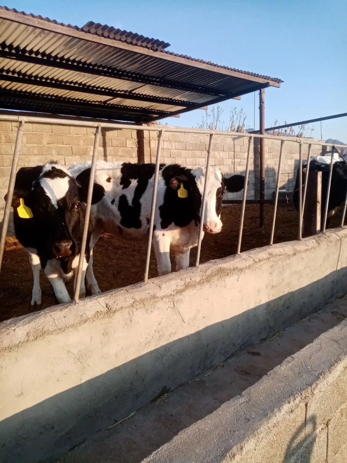 دوعدد تلیسه|حیوانات مزرعه|کرمان, |دیوار