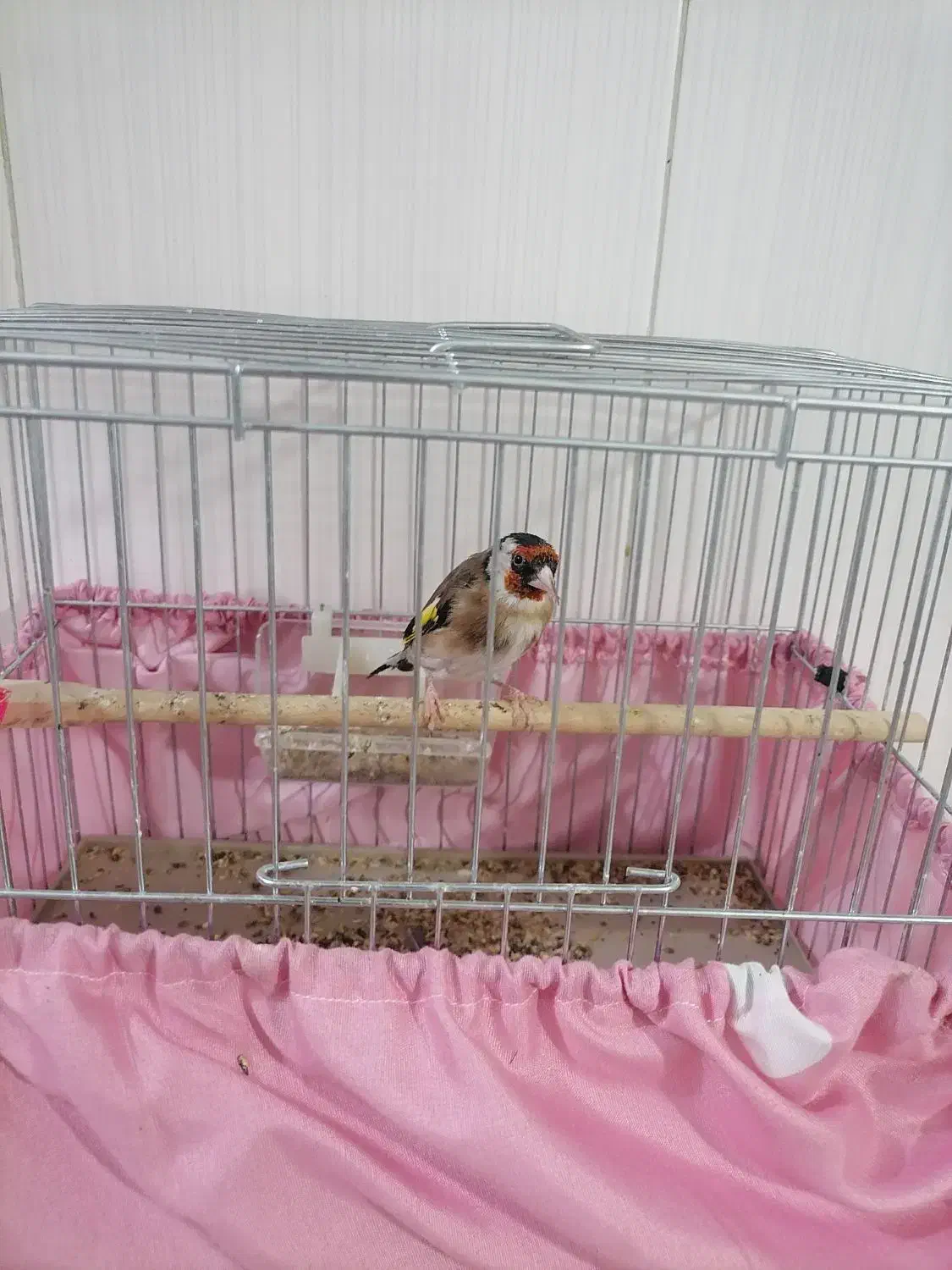 پرنده سهره اهلی نر|پرنده|تبریز, |دیوار