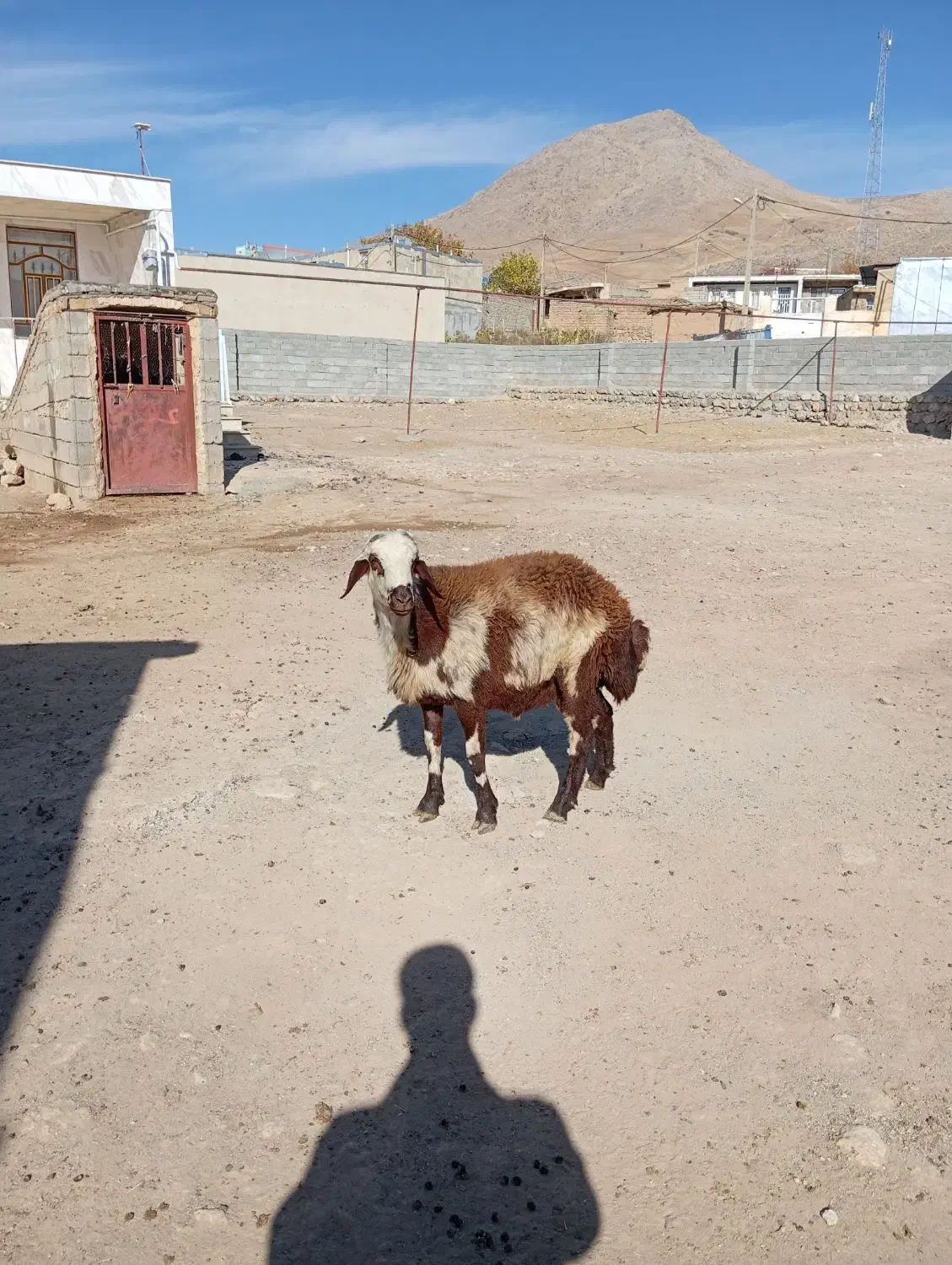 بره پلنگی|حیوانات مزرعه|فیروزآباد (لرستان), |دیوار