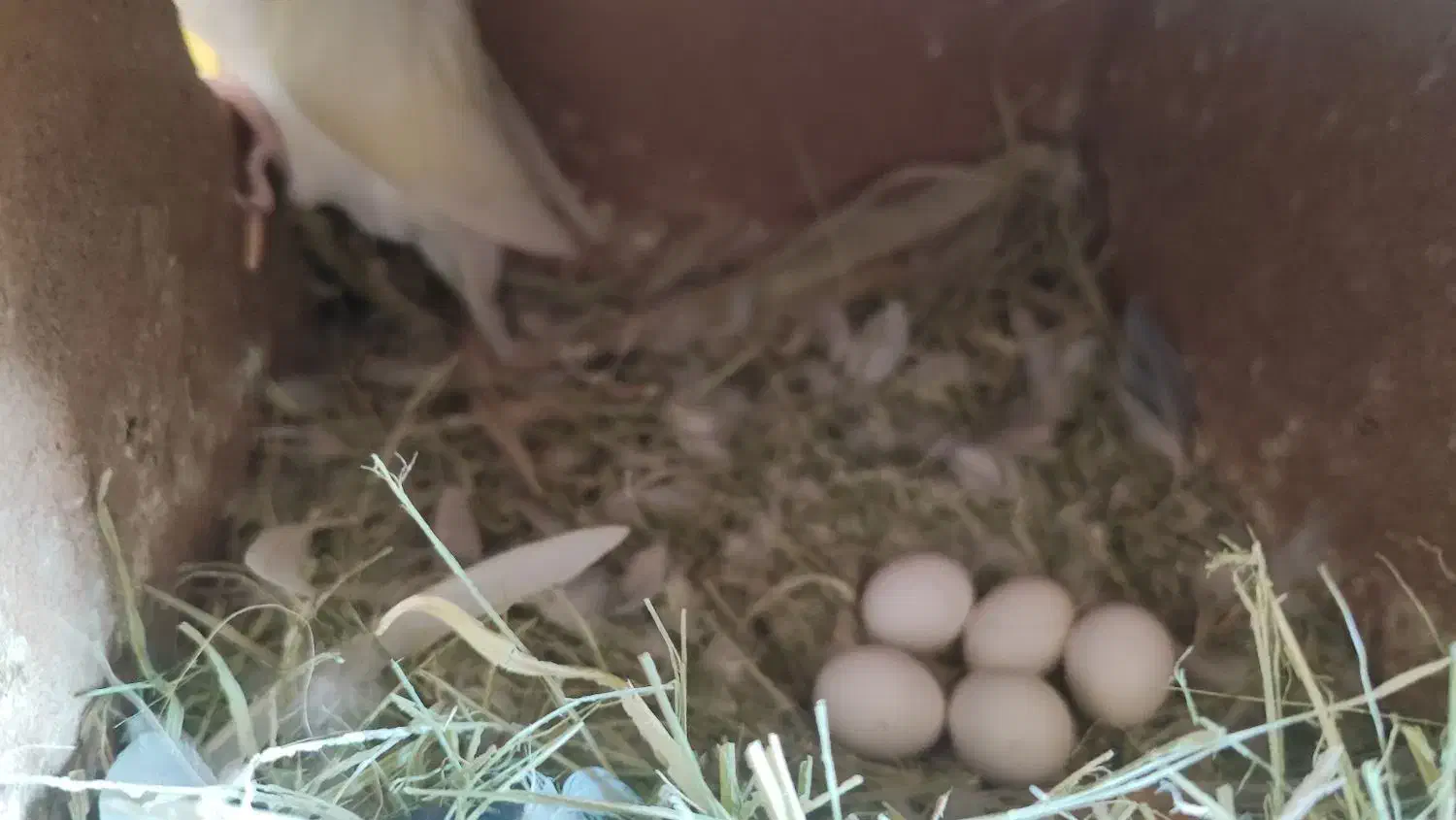 طوطی کوتوله برزیلی جفت رو تخم|پرنده|نجف‌آباد, یزدانشهر|دیوار