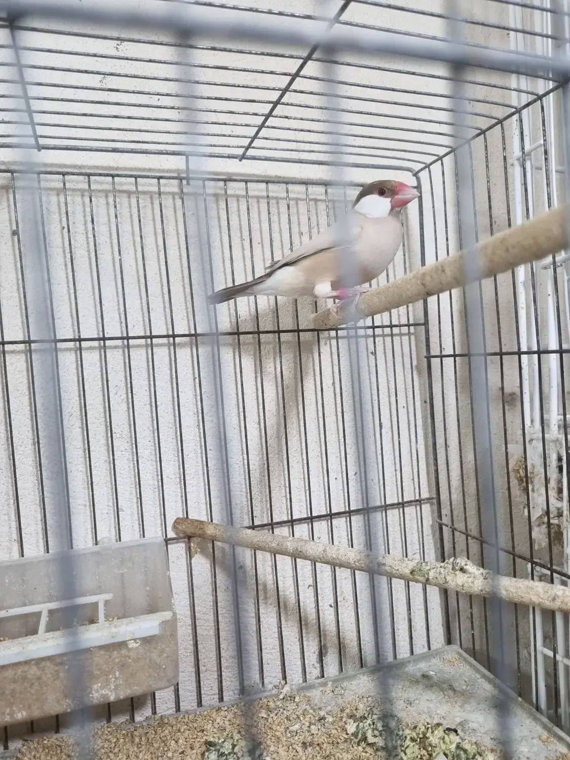 فنچ نرگسی|پرنده|بوشهر, |دیوار