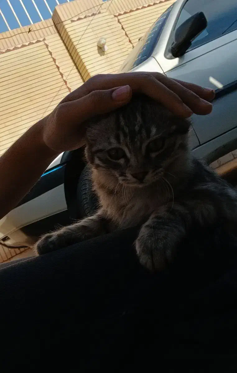 واگذاری گربه|گربه|زابل, |دیوار