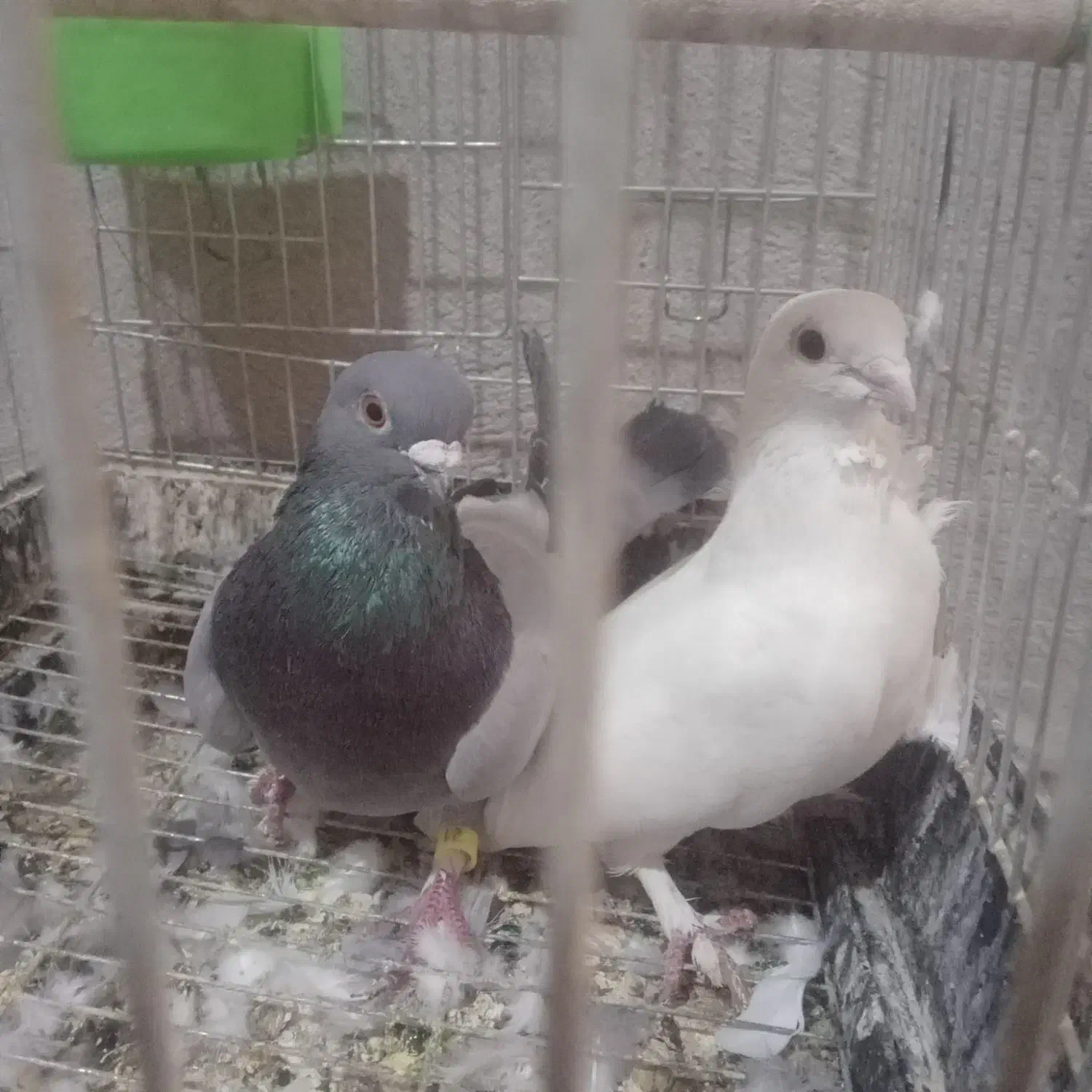 سلام دوستان یک جفت کفتر موشی|پرنده|طسوج, |دیوار