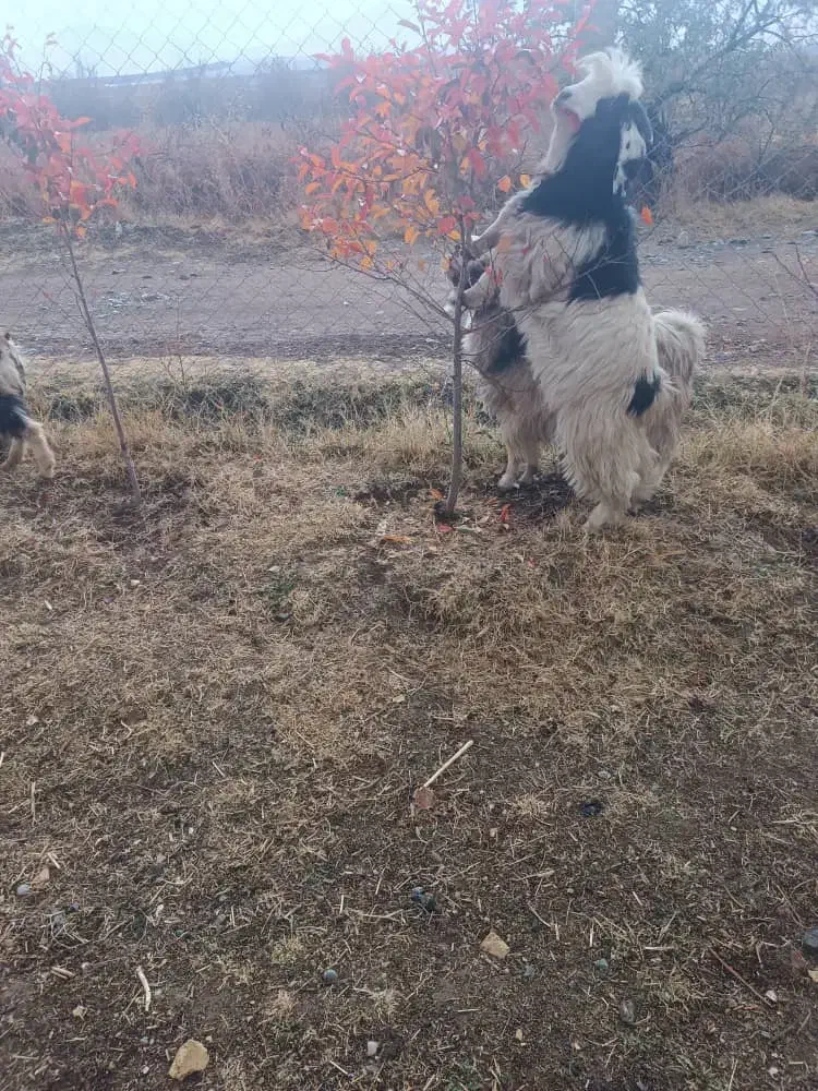 سه عدد بزغاله|حیوانات مزرعه|سیلوانه, |دیوار