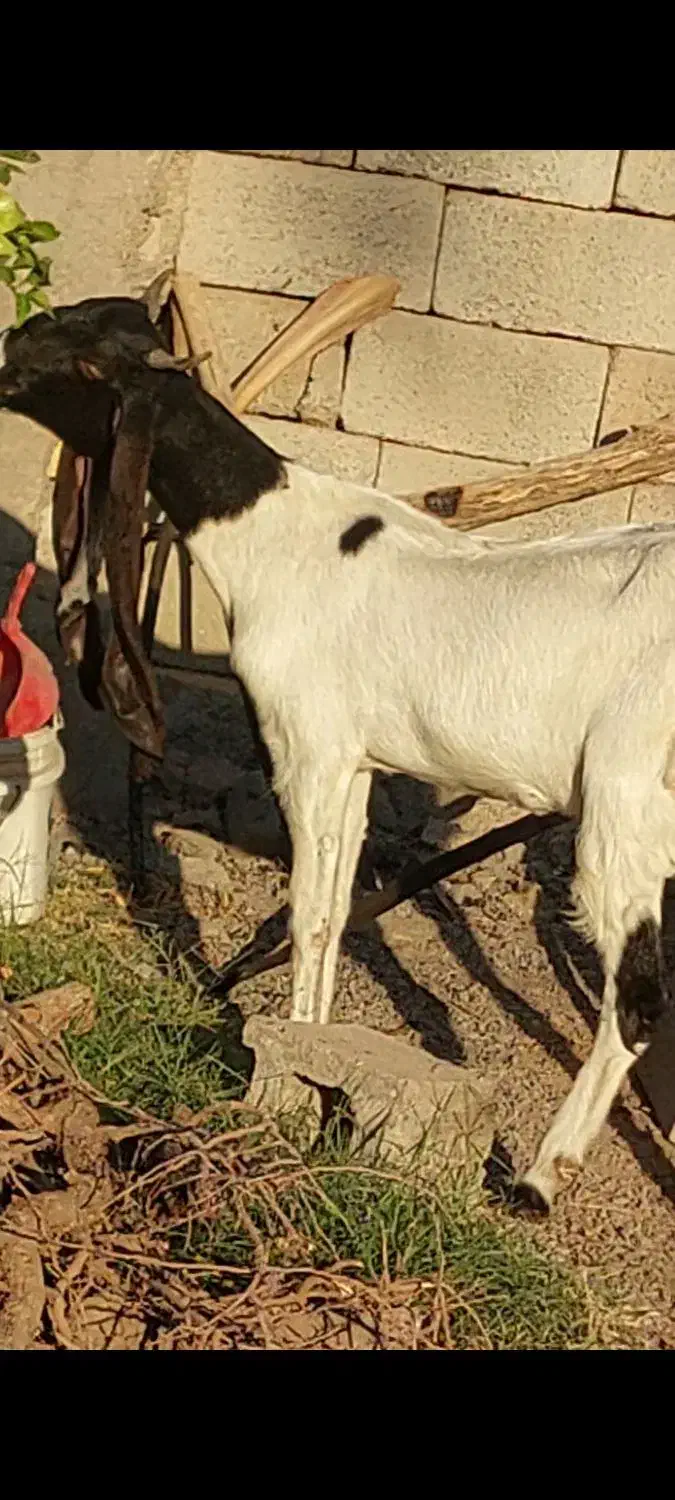 گیسه پتیری اصل|حیوانات مزرعه|جیرفت, |دیوار