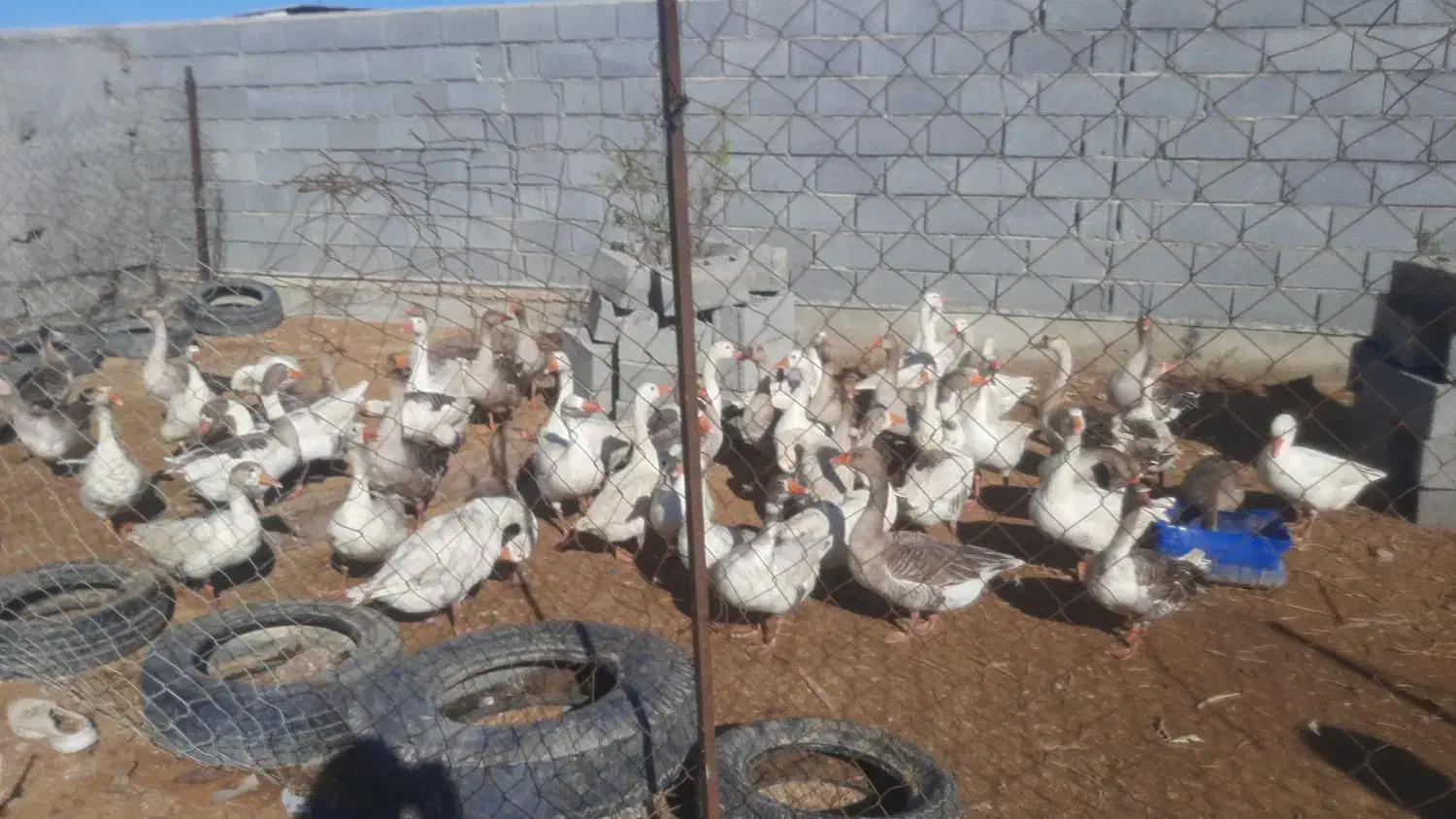 غاز دوساله|حیوانات مزرعه|گمیشان, |دیوار