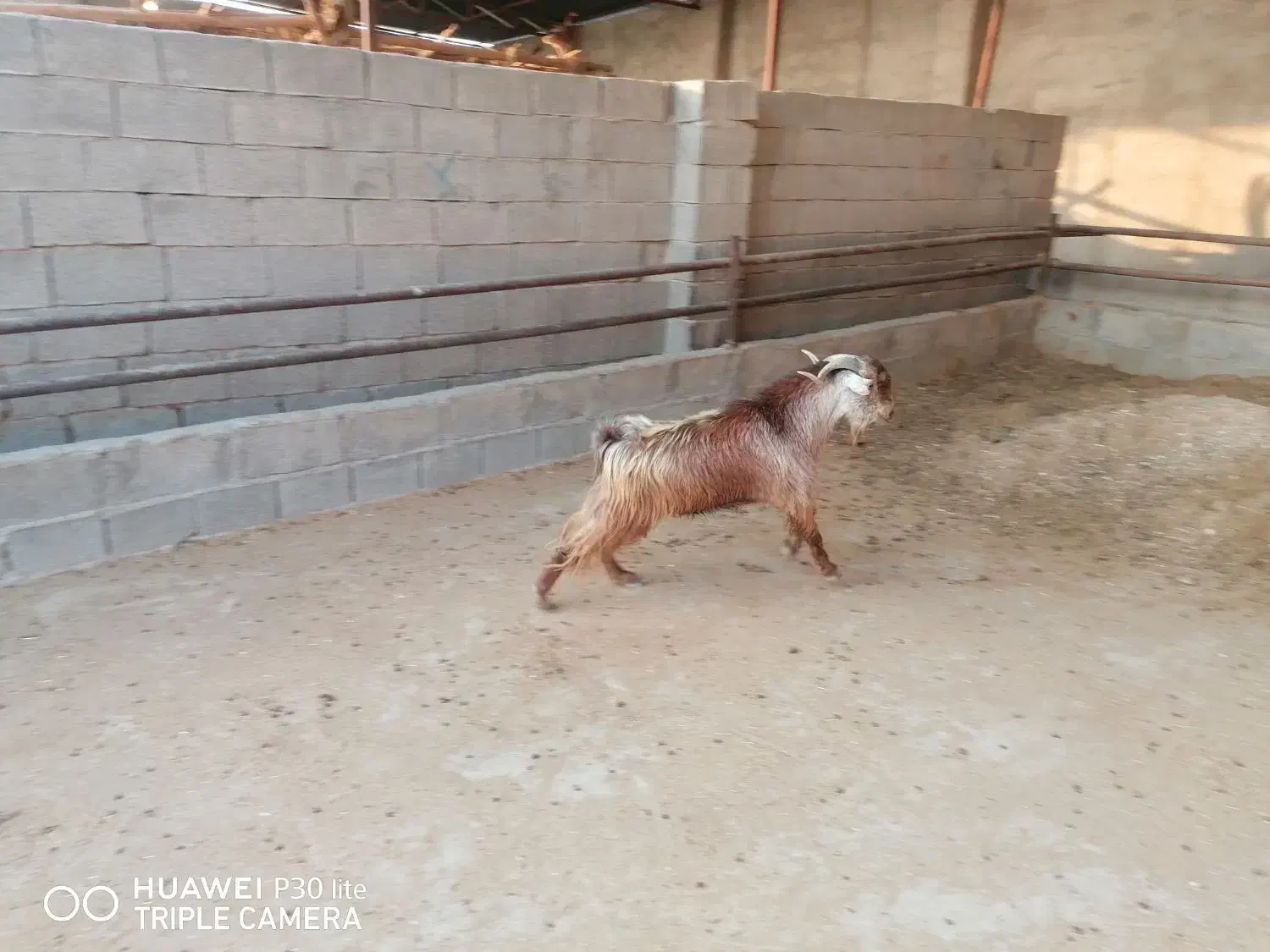 کهره. گوشت|حیوانات مزرعه|برازجان, |دیوار