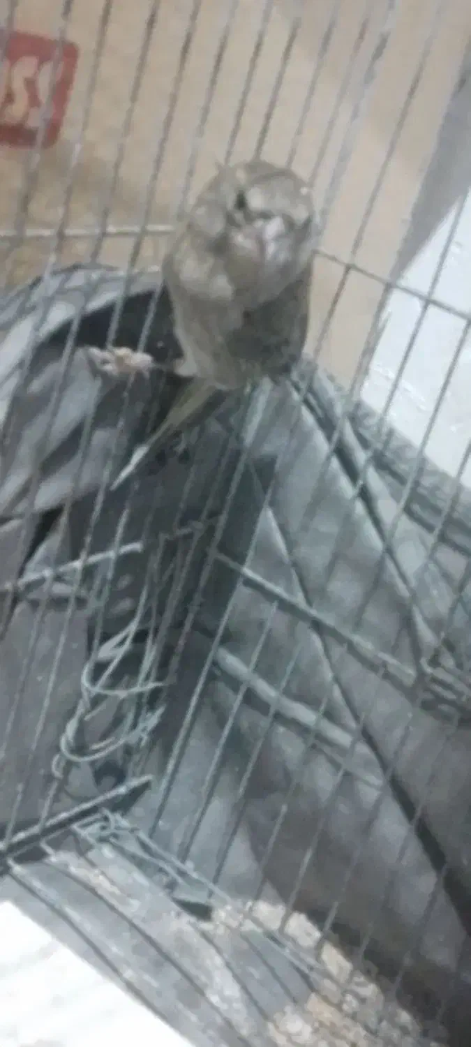 سهره  نر اروپایی|پرنده|اردکان, |دیوار