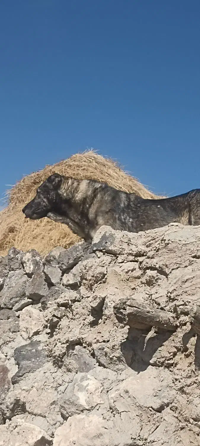 سگ 3 ساله|سگ|صومای برادوست, |دیوار
