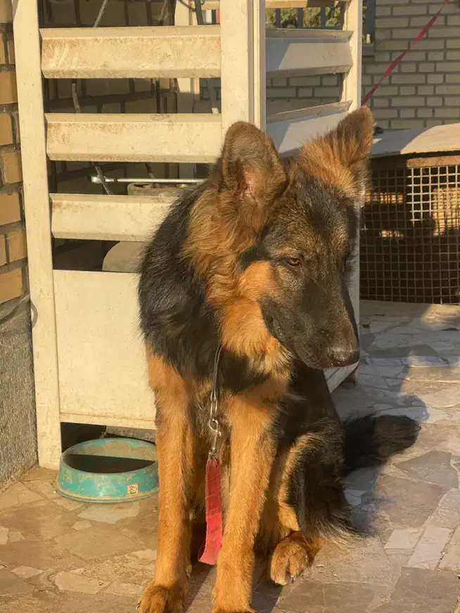 توله سگ ژرمن شپرد|سگ|هشتگرد, شهرک صنعتی هشتگرد|دیوار