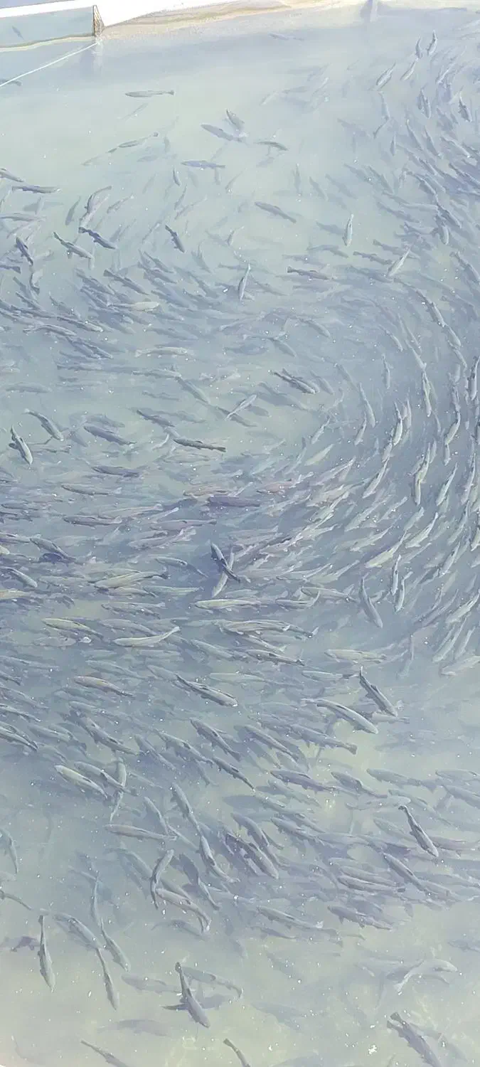 استخدام کارگر جهت استخر پرورش ماهی|استخدام سرایداری و نظافت|لالجین, |دیوار