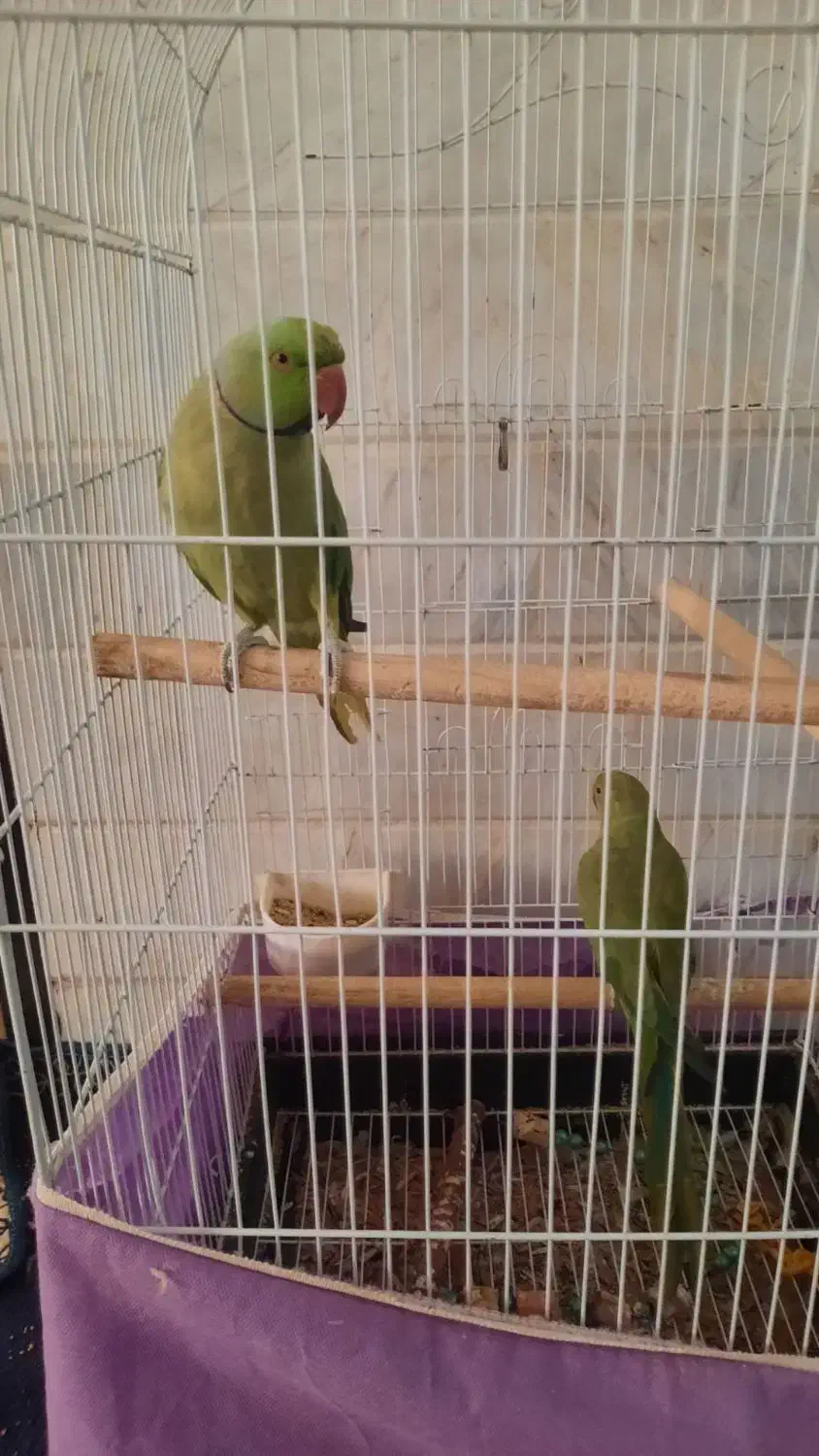 طوطی ملنگو|پرنده|محلات, |دیوار