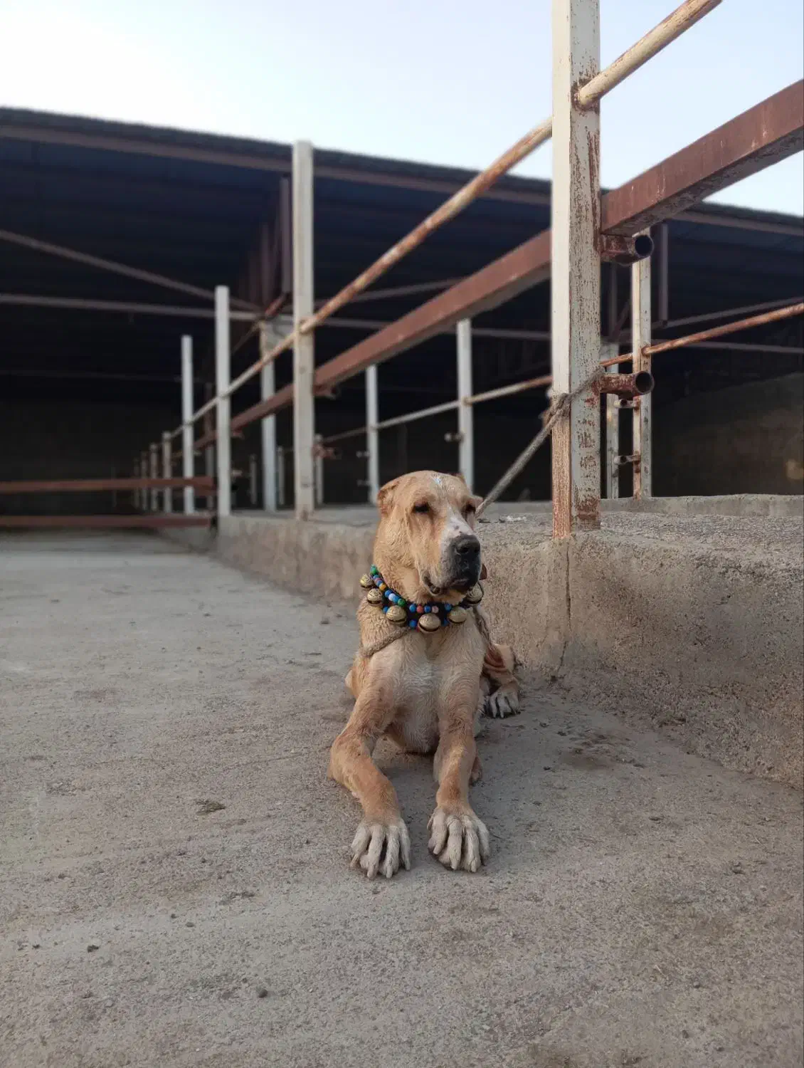 ماده خراسانی اصیل|سگ|رباط‌کریم, رباط‌کریم|دیوار