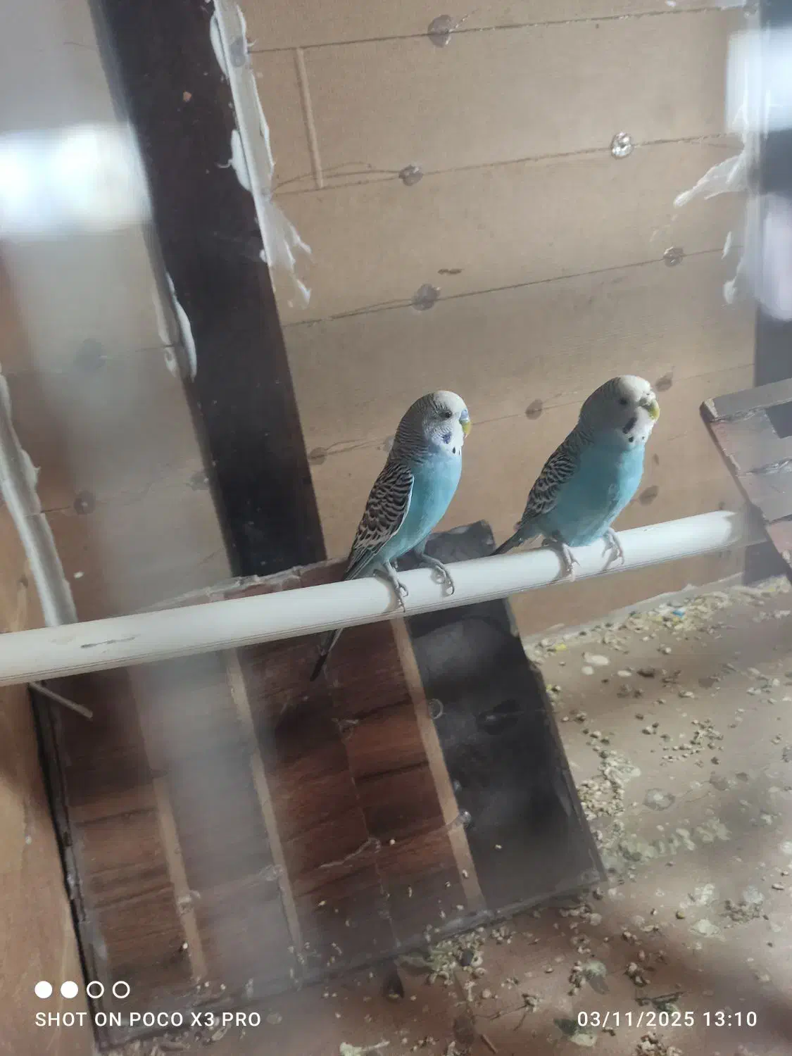 مرغ عشق مولد کار داده|پرنده|سیب و سوران, |دیوار